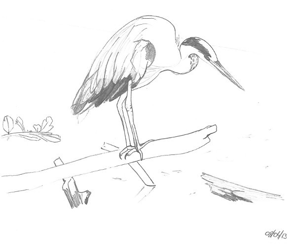20130408_Heron