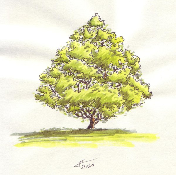 20130529_Arbre